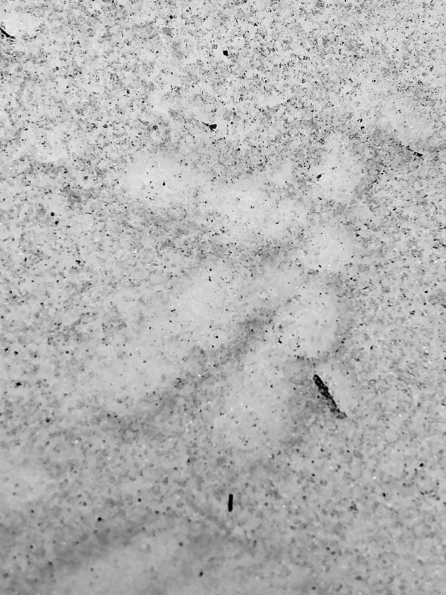 Great Horned Owl captured Snowshoe Hare in Maine Woods by Kirk Gentalen, Maine Coast Heritage Trust